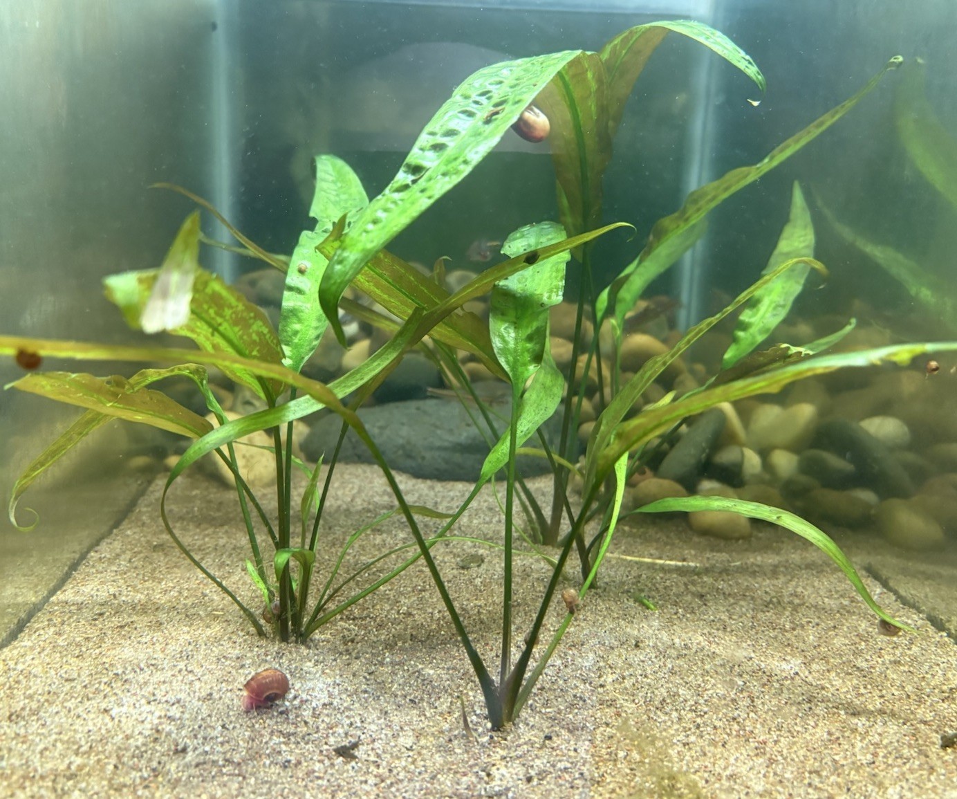 2 Pack - Cryptocoryne Usteriana 7”+ Live Aquarium Plant GROWN UNDER WATER AZ USA