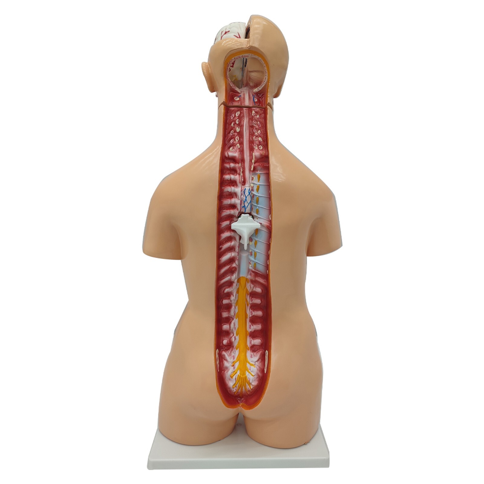 Human Torso Model Replaceable Detachable Female/Male Medical Teaching Model