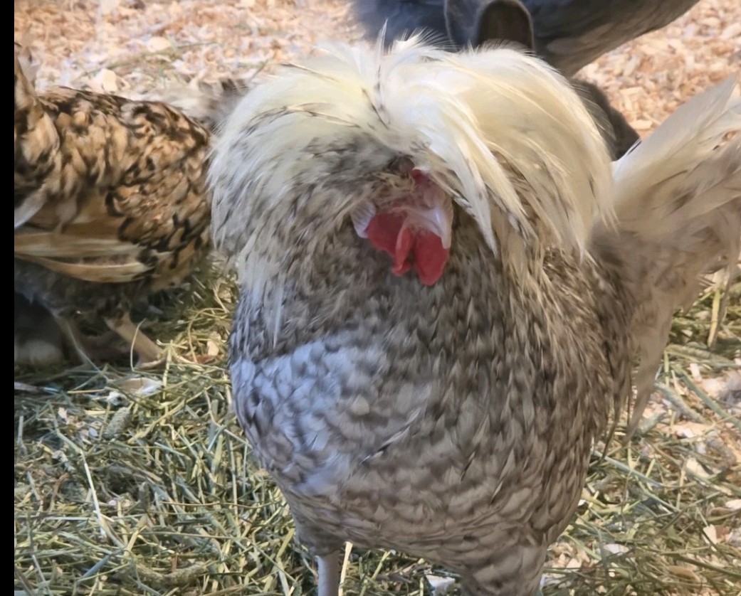 Surprise Hatching Eggs. Rare Breeds Full Blooded 12 Eggs.