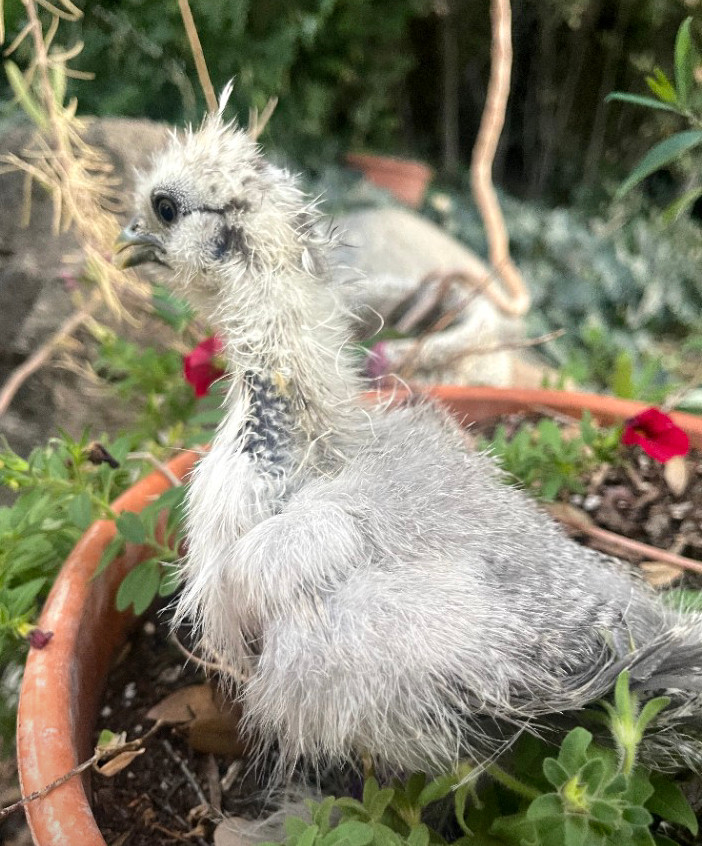 6 Fertilized Silkie Chicken Eggs – Farm Fresh Free Range – Small Batch – Clean