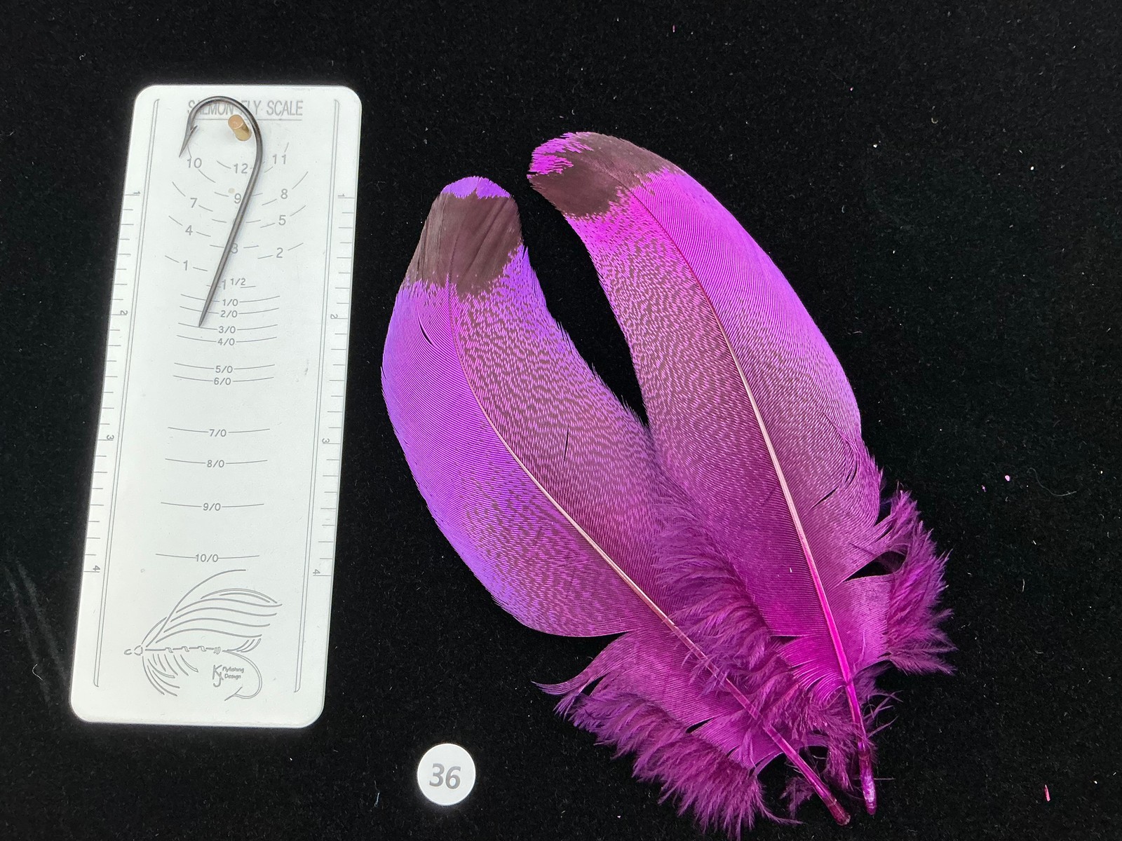 Dyed Kori Bustard feather pair 36