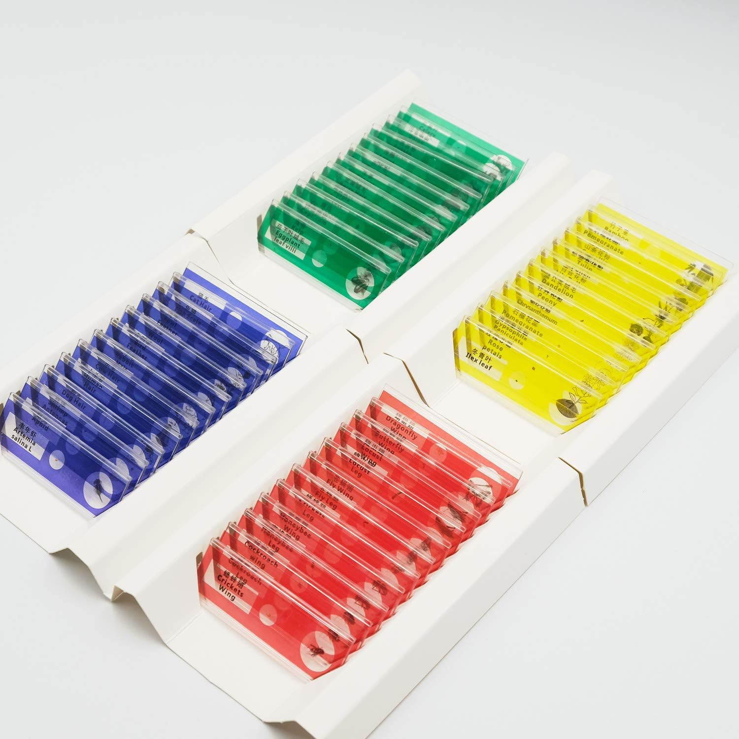 48pcs Prepared Plastic Microscope Slides Biological Specimen with 4 Boxes for St