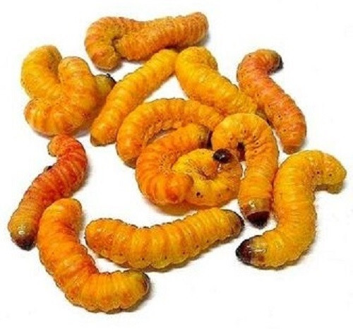 Live Butter Worms Alive Trout Fishing Bait - Living Fish & Pet Food Butterworms