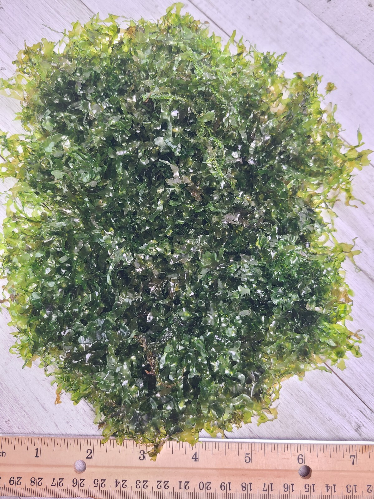 Subwassertang Round Pellia Moss Live Aquarium Plant (Best Value 100%)