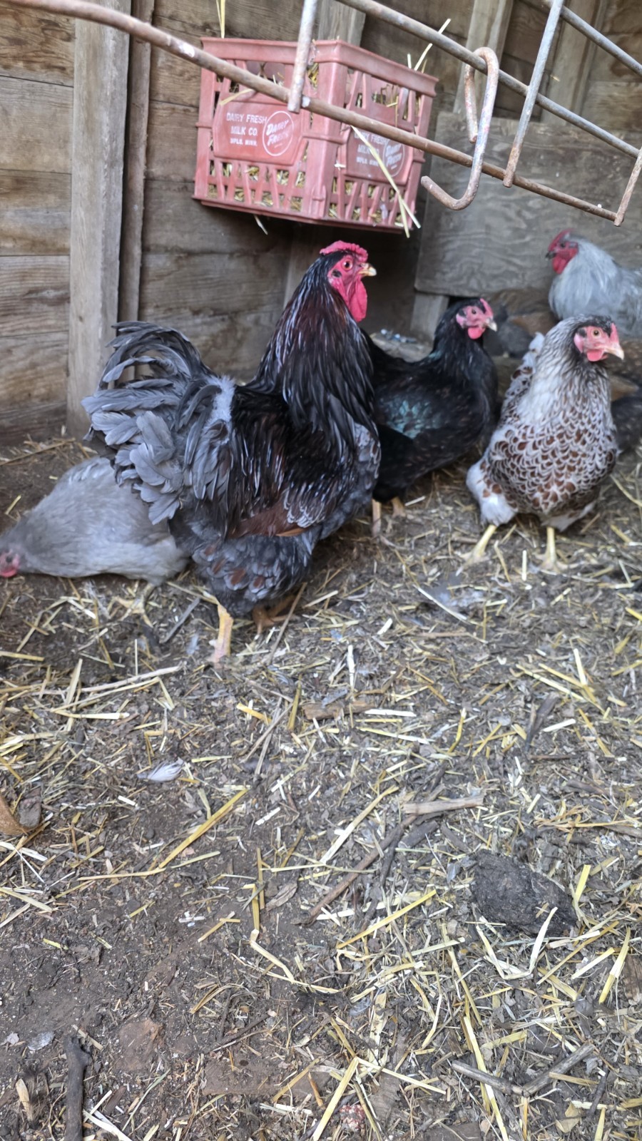 12+ Barnyard Mix Fresh Fertile Hatching Eggs FREE RANGE
