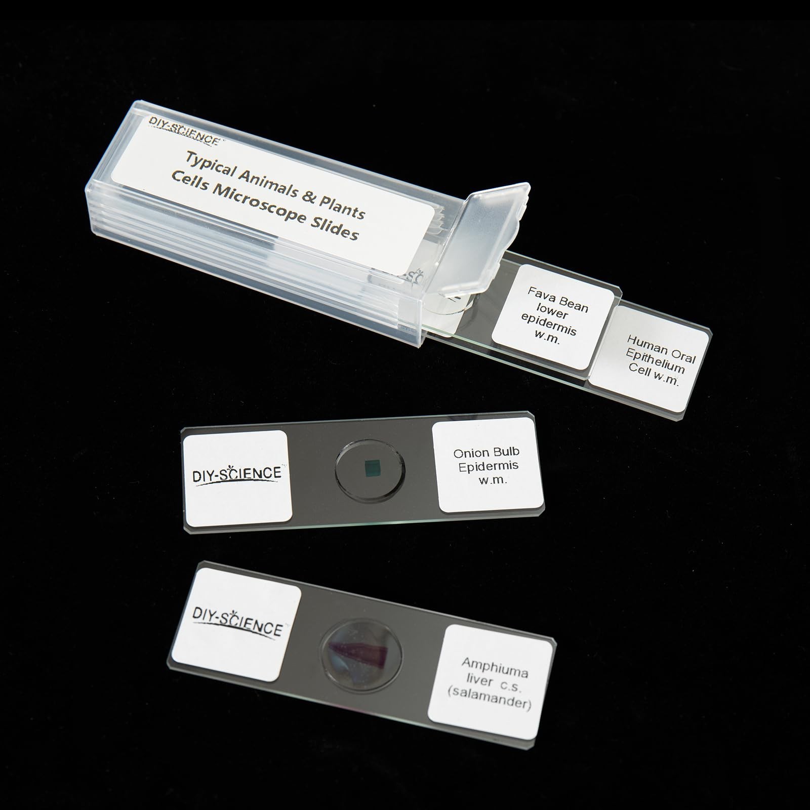 Typical Animals and Plants Cells Microscope Slides, Amphiuma Liver, Human Ora...