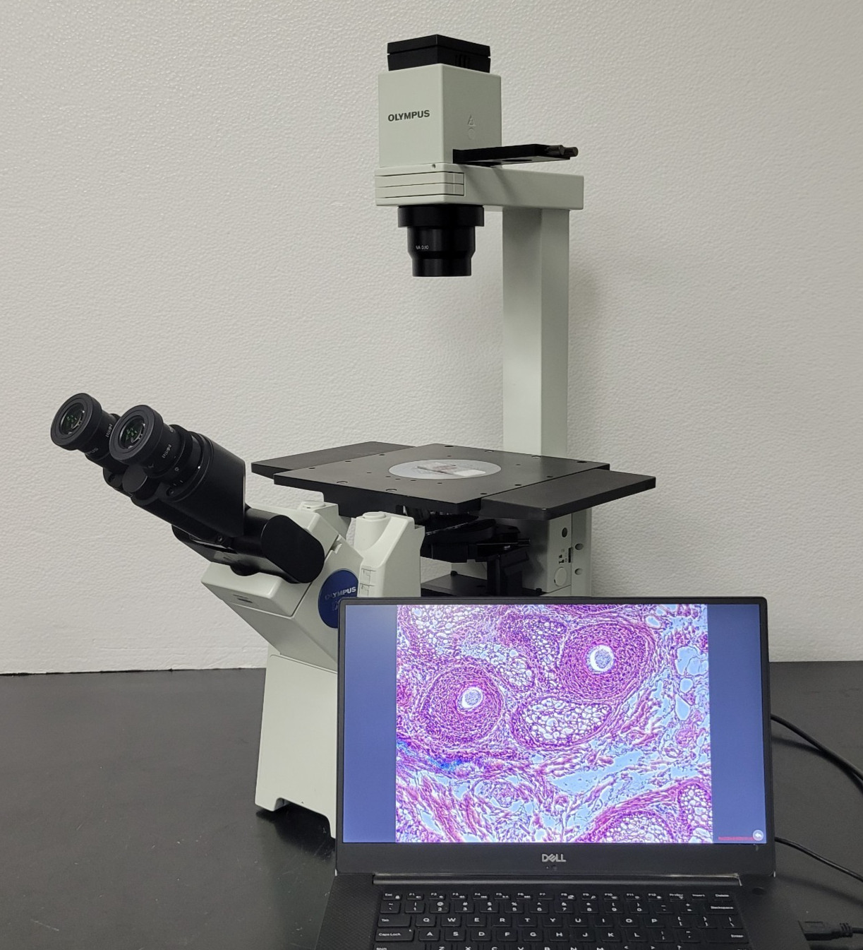 Olympus Microscope IX51 w. Camera, Tilting Head & Phase Contrast Tissue Culture