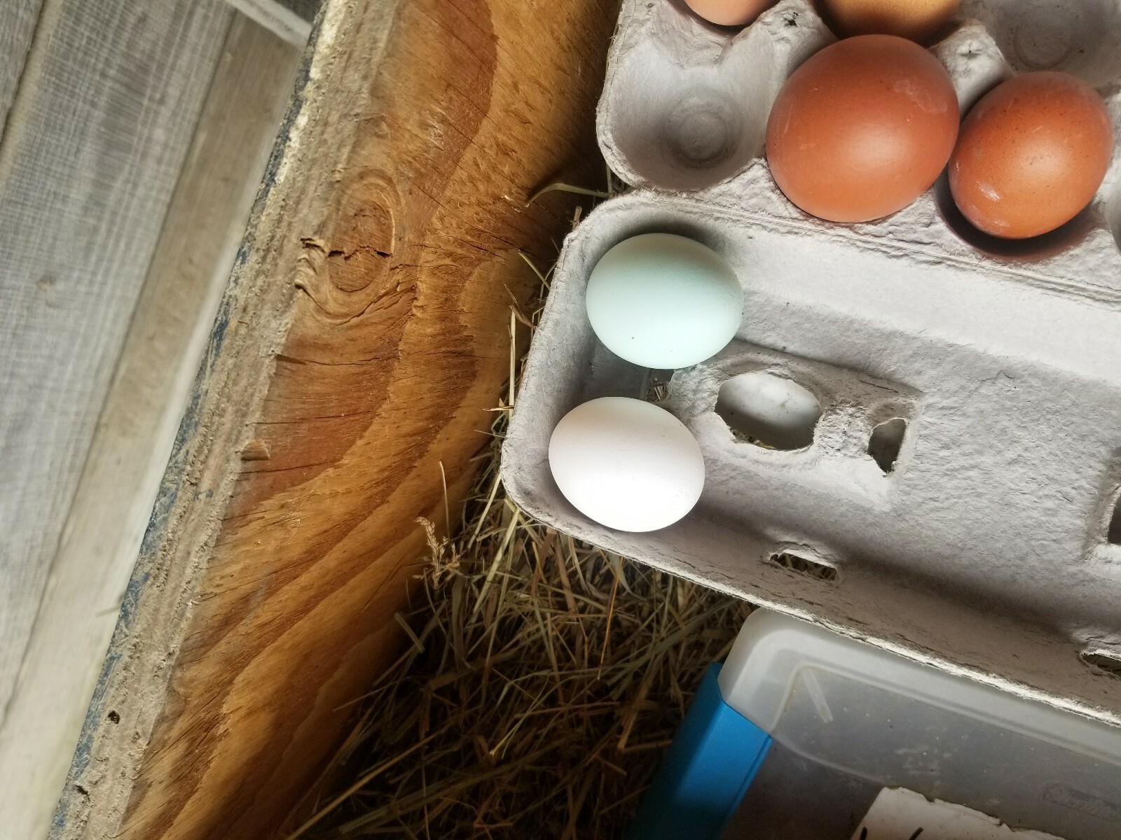6 FIBRO EASTER / OLIVE EGGER -Fresh & Fertile Chicken Hatching Eggs
