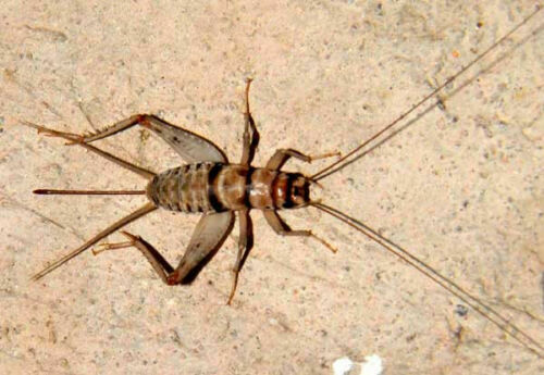 1000 Medium (1/2") Live Crickets - Reptile Food