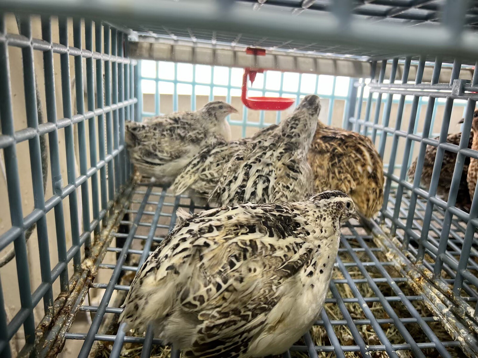 Calico Jumbo 20+ Fertile Hatching Eggs Quail