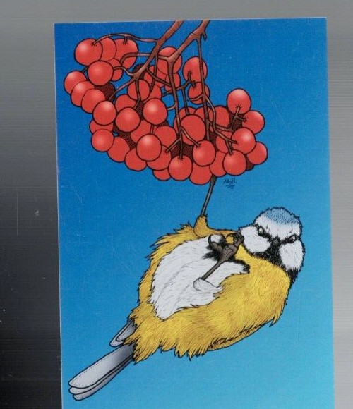 UNUSED VINTAGE POSTCARD ,HOLLY HARPER , BIRD & BERRIES