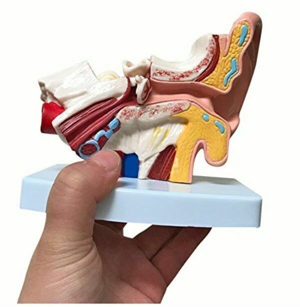 1:1.5 Human Ear Model Anatomy Medical Model on Base Teaching Supplies US STOCK