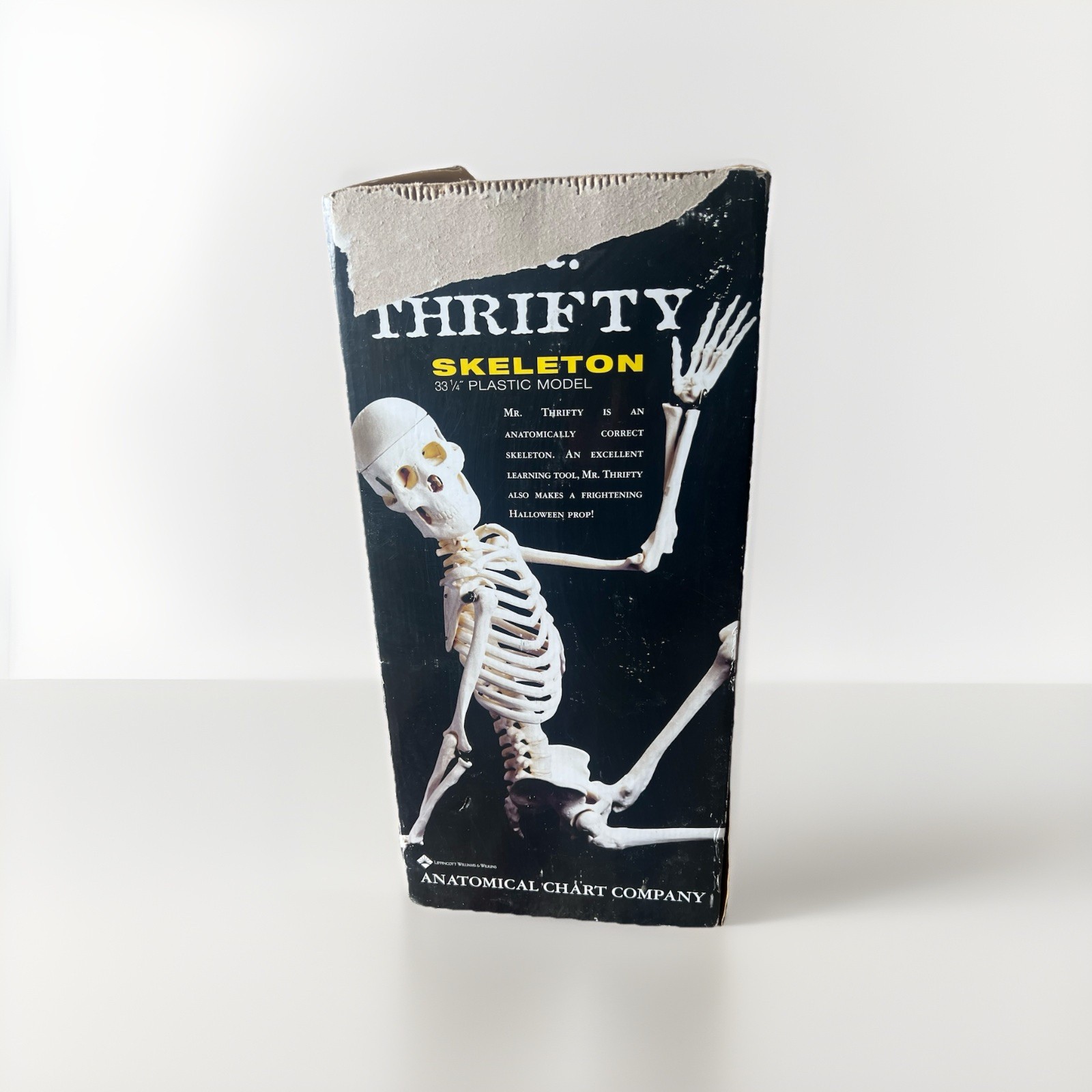 HUMAN SKELETON MR. THRIFTY Model # WCP-1 w/ stand 33-1/4" tall in original box