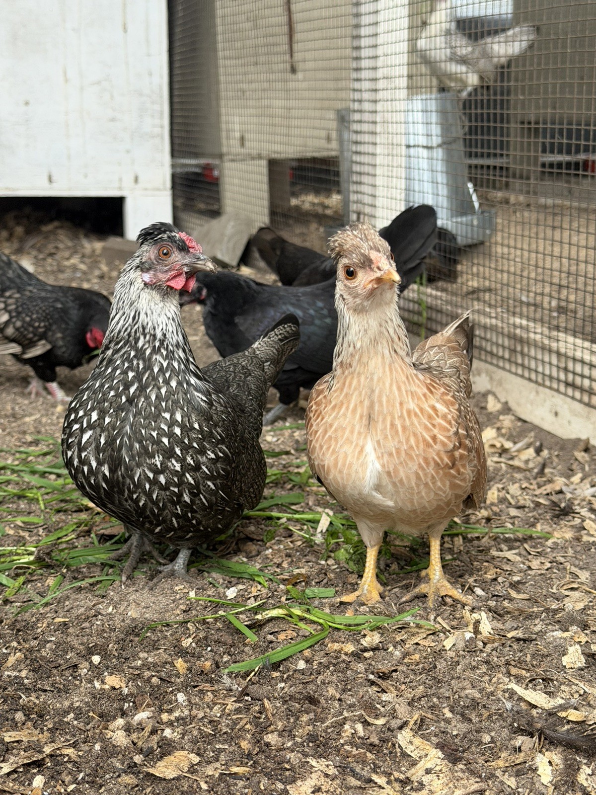8 Kikiriki Hatching eggs NPIP/AI and PT Clean