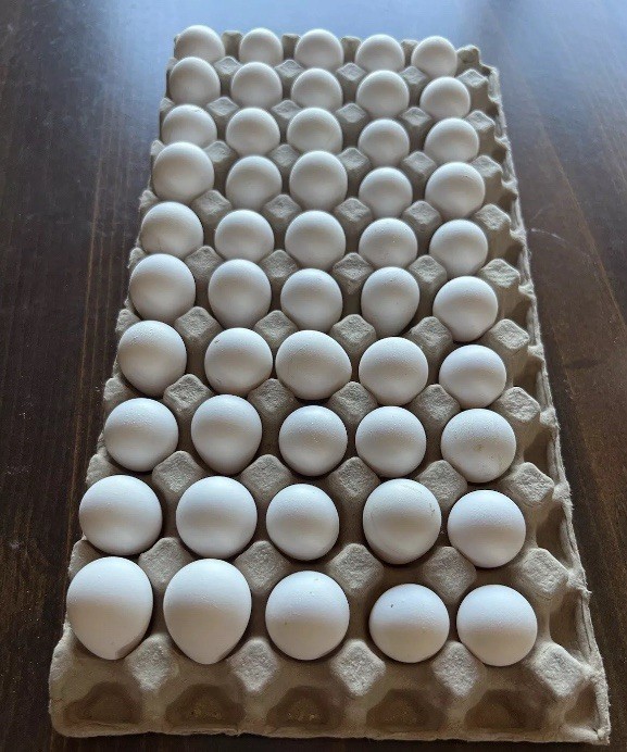 120+ Northern Bobwhite Quail Hatching Eggs! NPIP Certified- AI clean