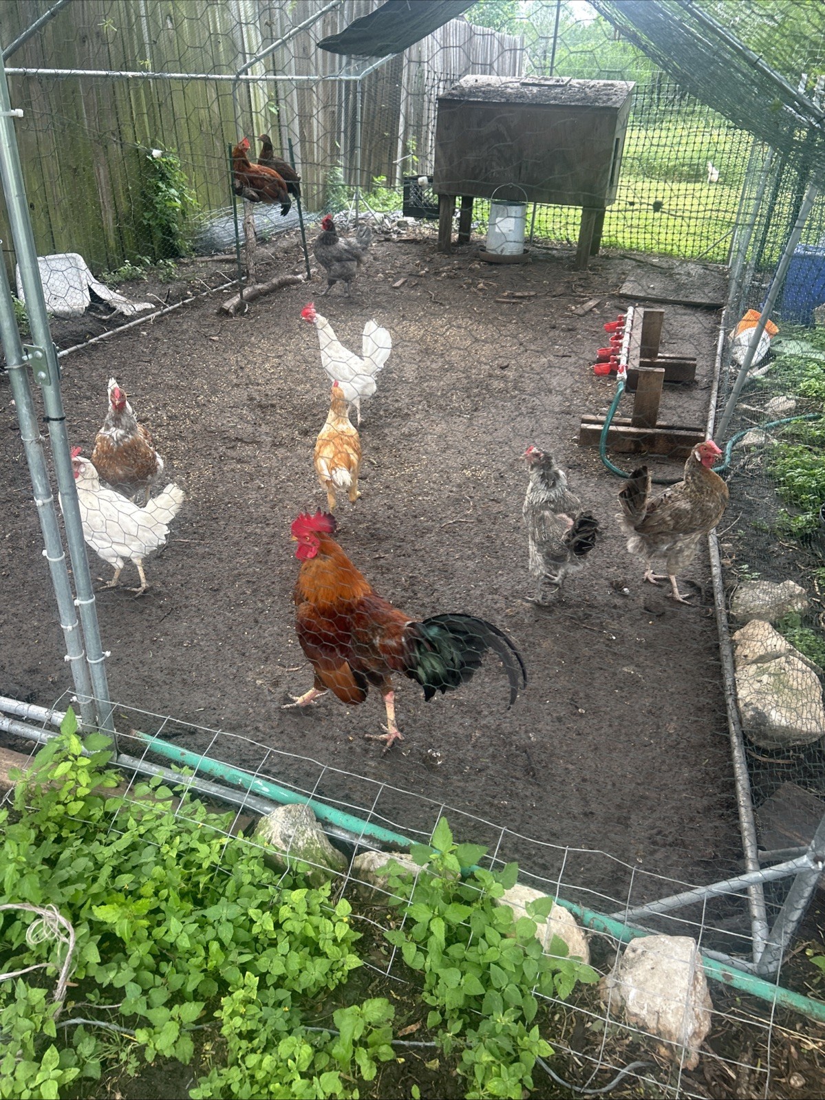 6 Barnyard Mixed Breed Fertile Chicken Hatching Eggs