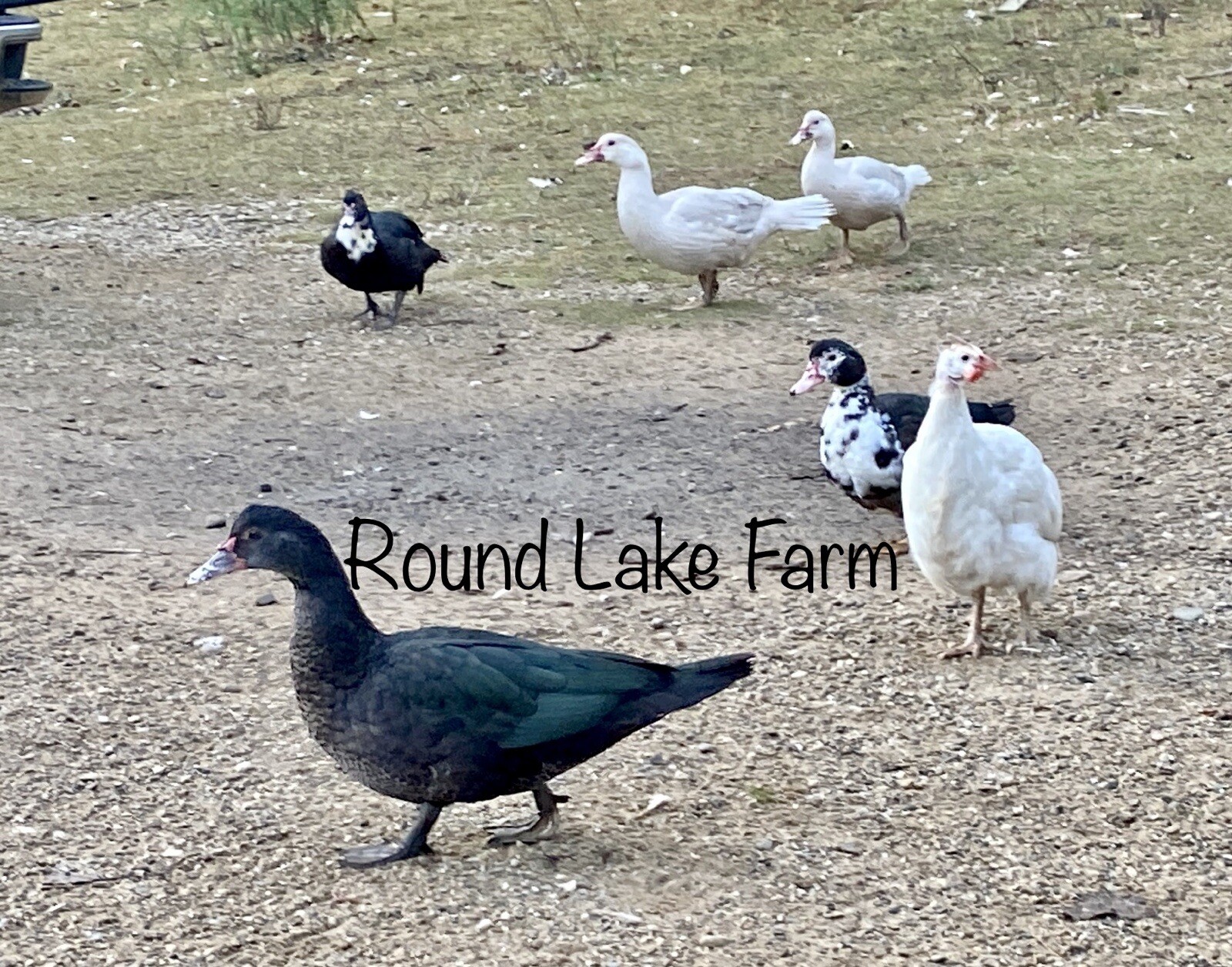 3+ Fertile Duck Hatching Eggs Barnyard Mix