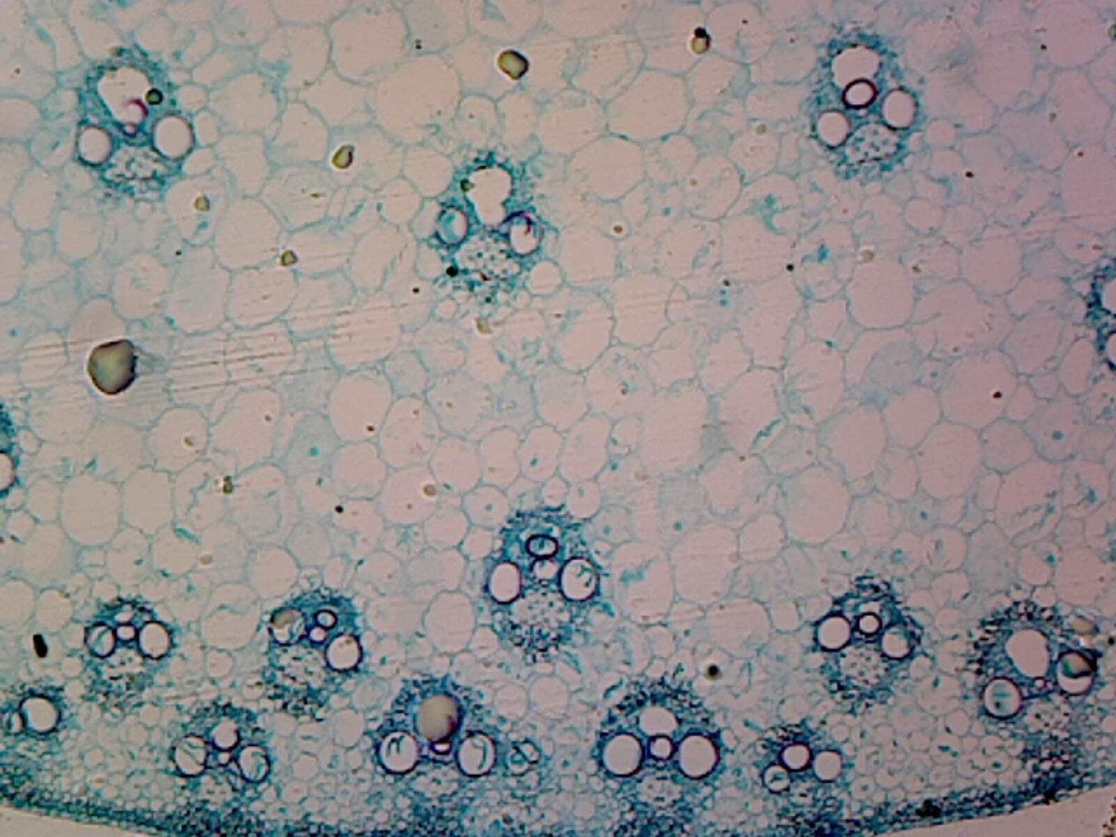 Microscope Slide of Zea Mays (Corn) Stem; Cross Section