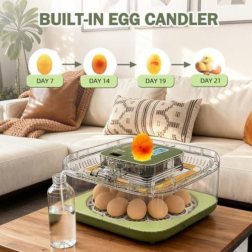 12 Egg Incubators with Temperature and 12 Eggs for Hatching Eggs