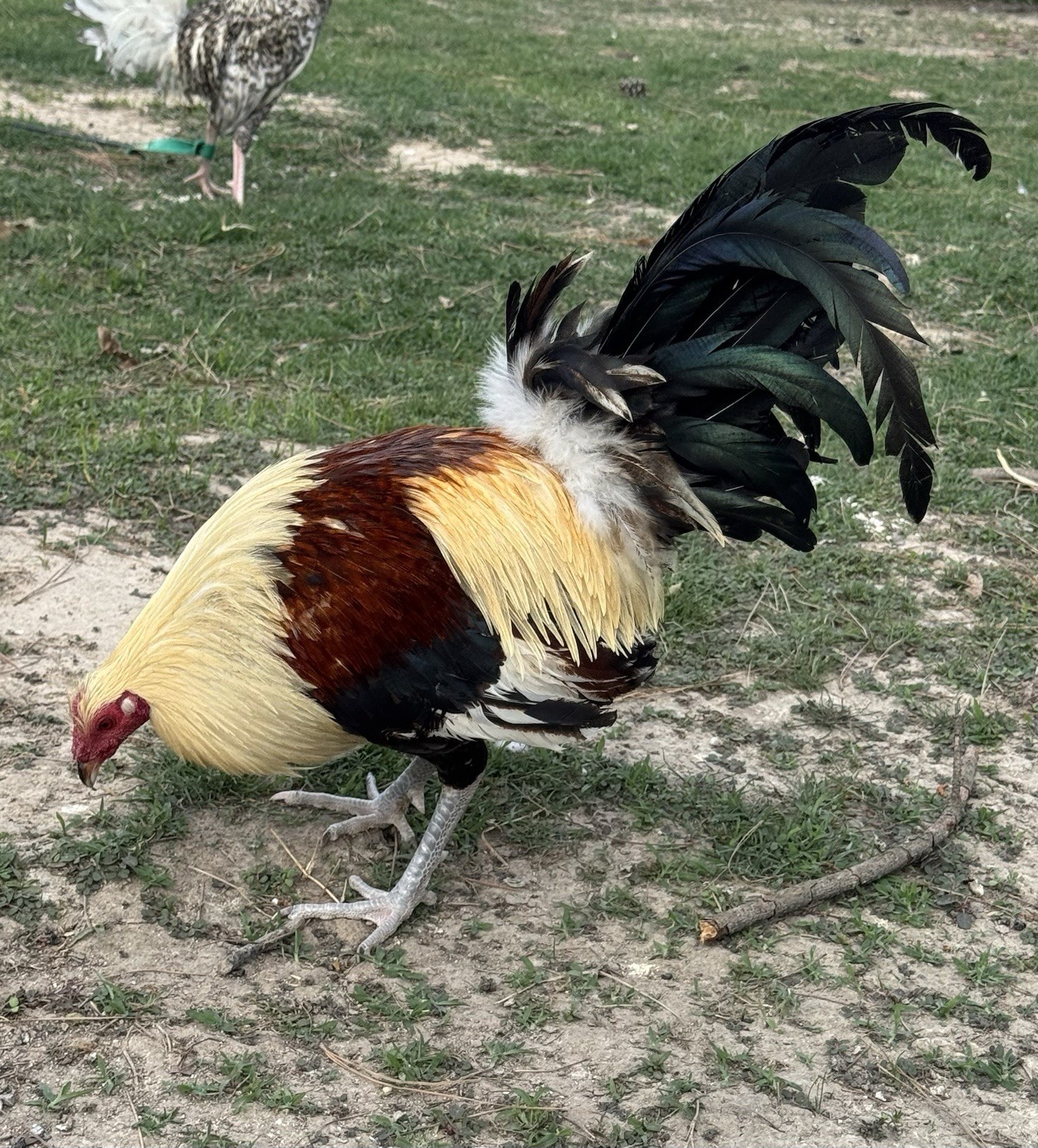 chicken hatching egg