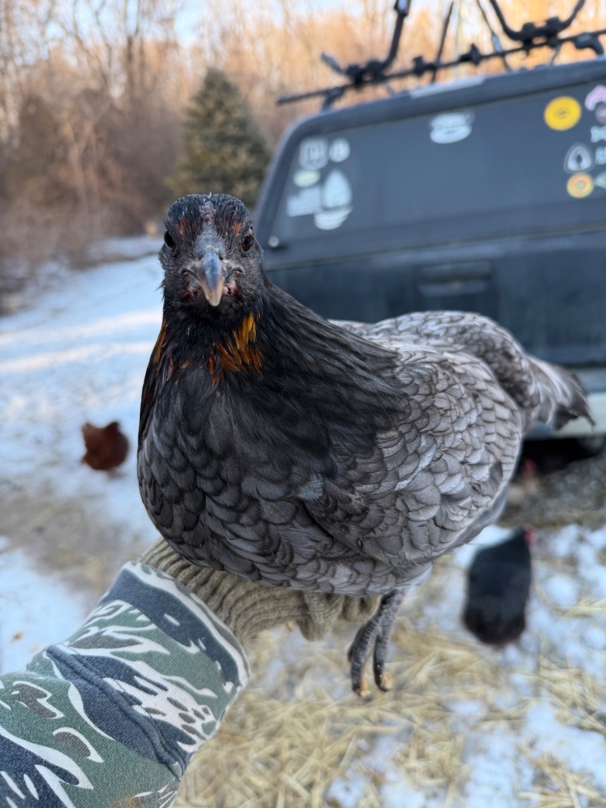 18 Miner Blues chicken hatching eggs
