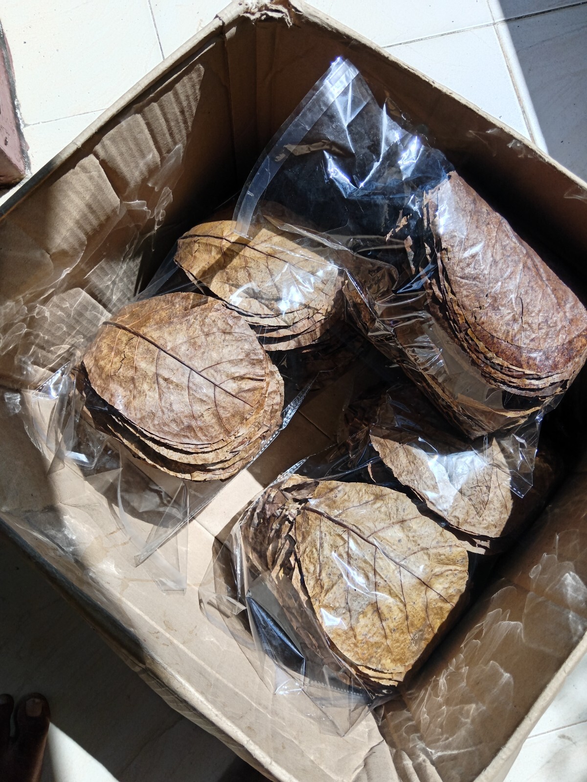 500PC Indian Almond Leaves, Dried Catappa, Size 5'', for Aquarium, Fish & Shrimp