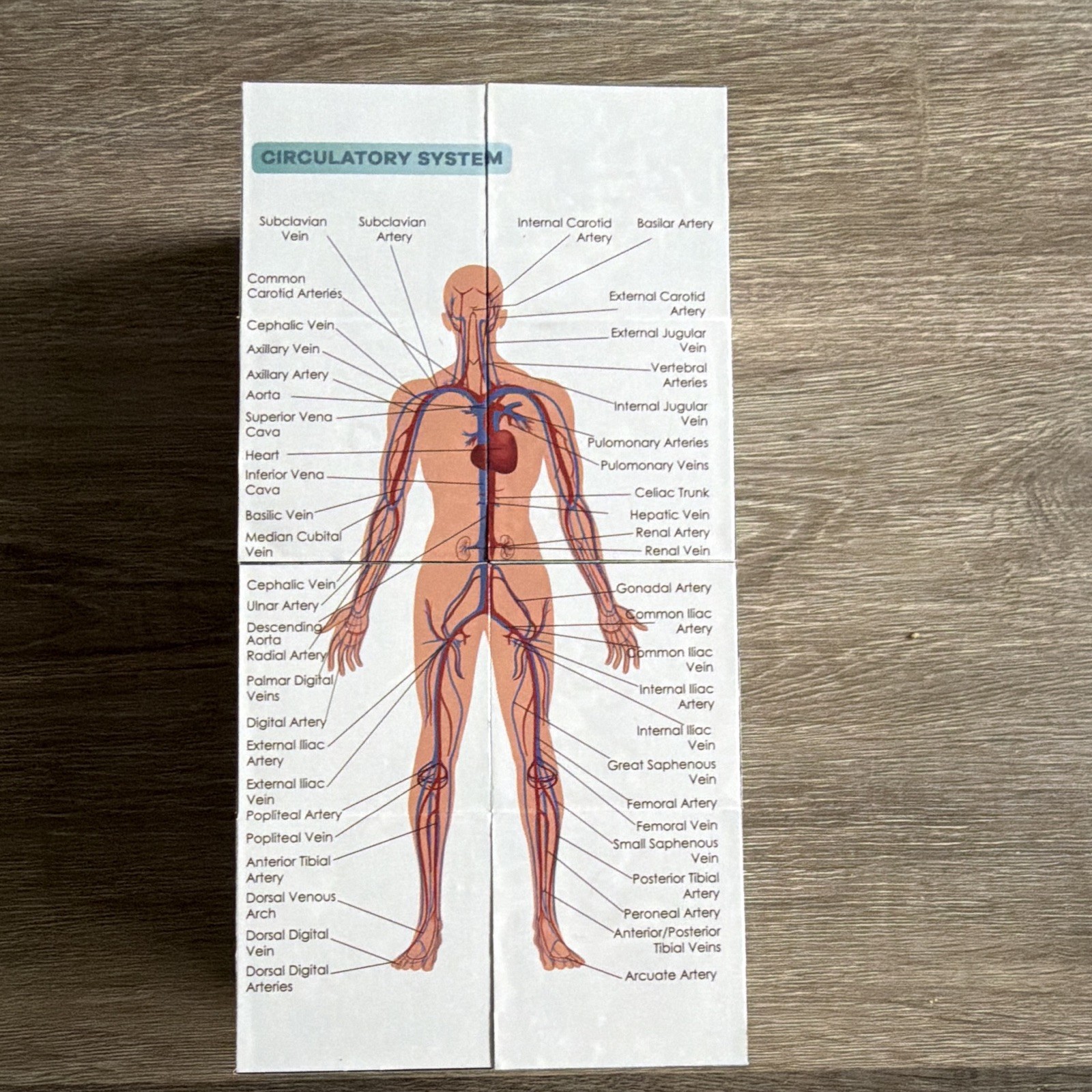Anatomy Study Cube Educational Foldout Charts - Brain, Heart, Circulatory