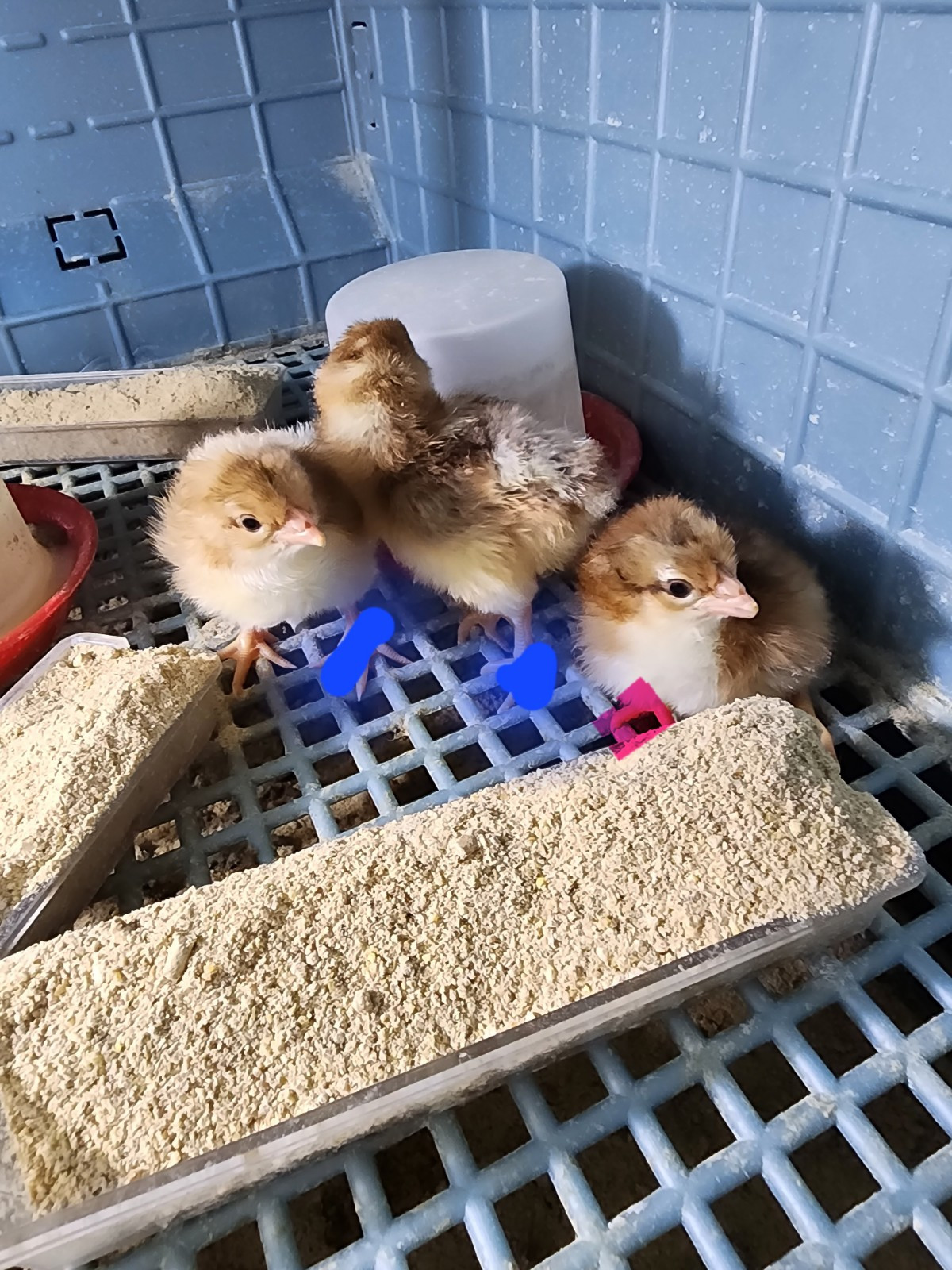4+ 55 Flowery Hens
