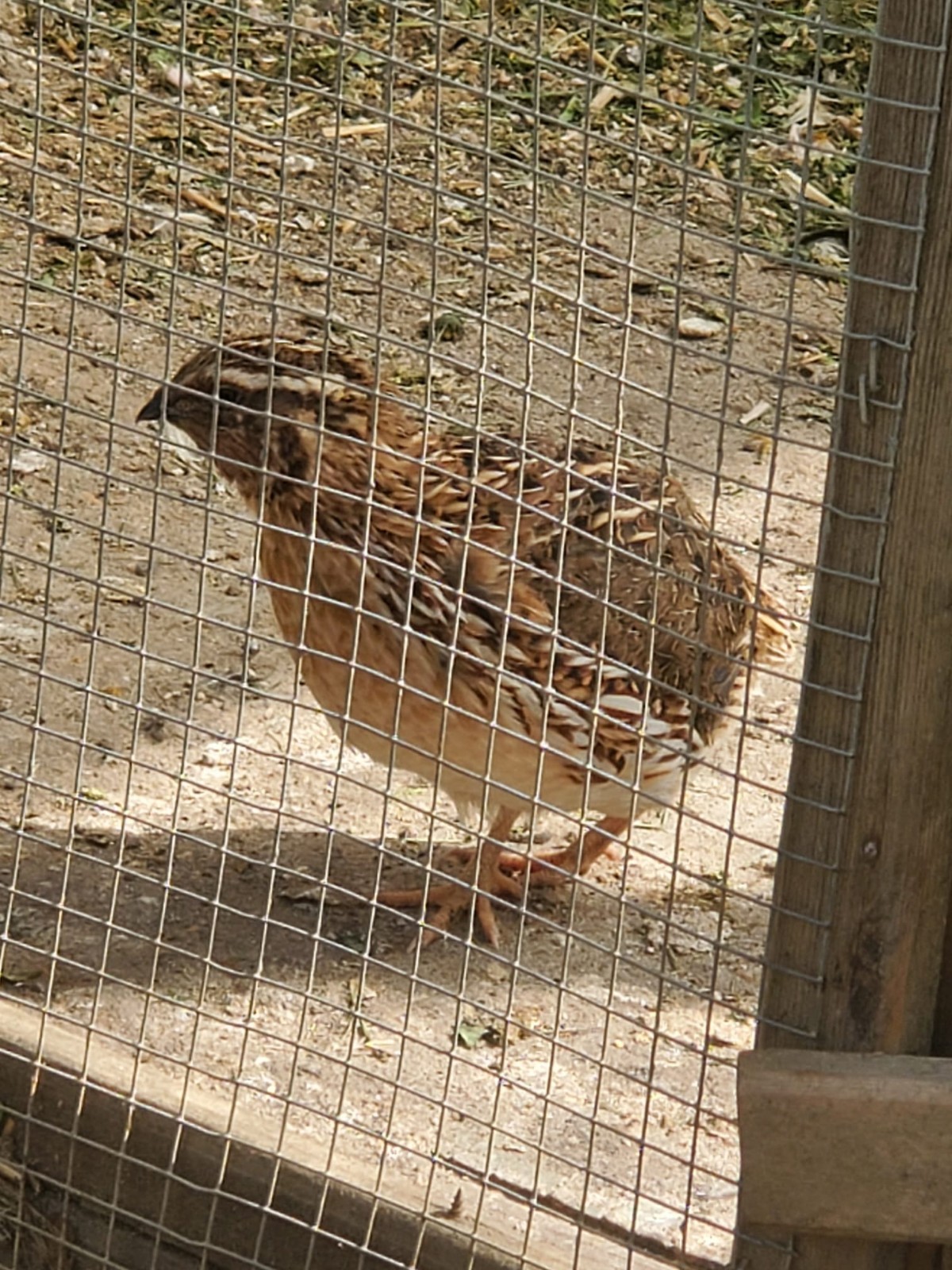 4 Fresh Celadon Quail Fertile Hatching Eggs Shipped Securely