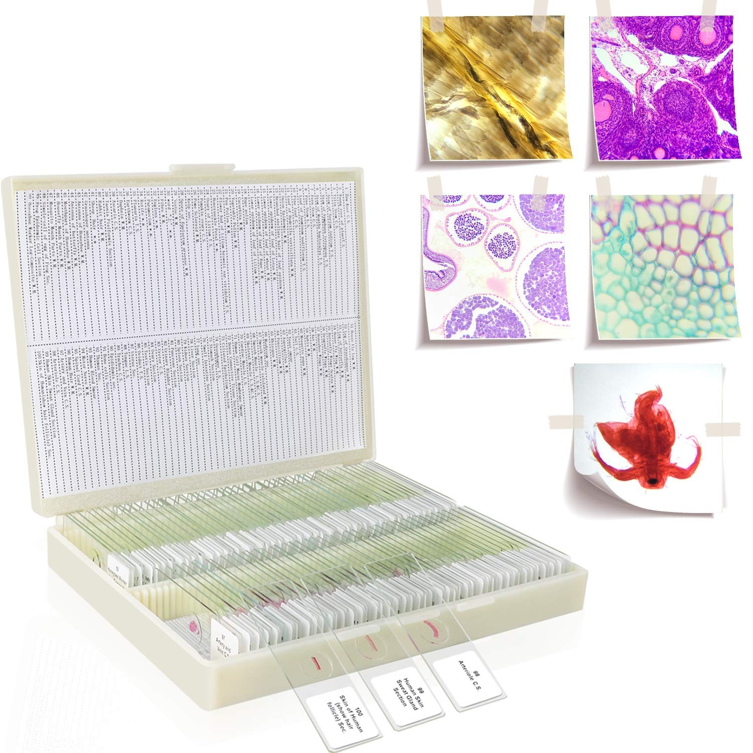 100Pcs Prepared Microscope Slides Set Professional Specimens for Kids Student...