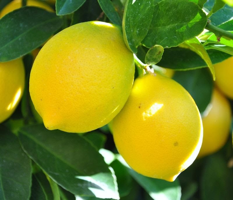 LEMON Essential Oil, all natural, 100% uncut, 1 lb (500 ml). HALF PRICE SALE.