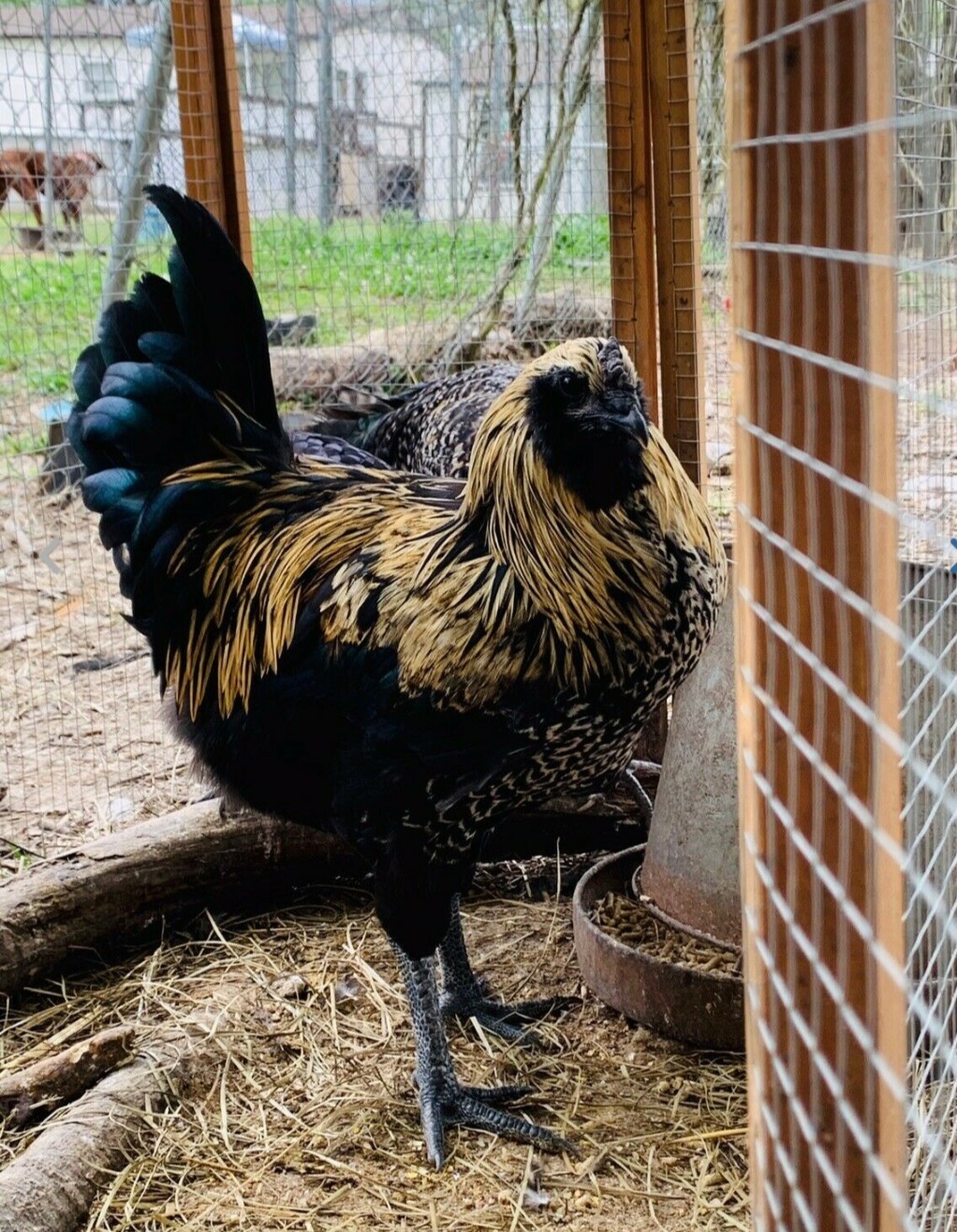 6 FIBRO EASTER / OLIVE EGGER -Fresh & Fertile Chicken Hatching Eggs