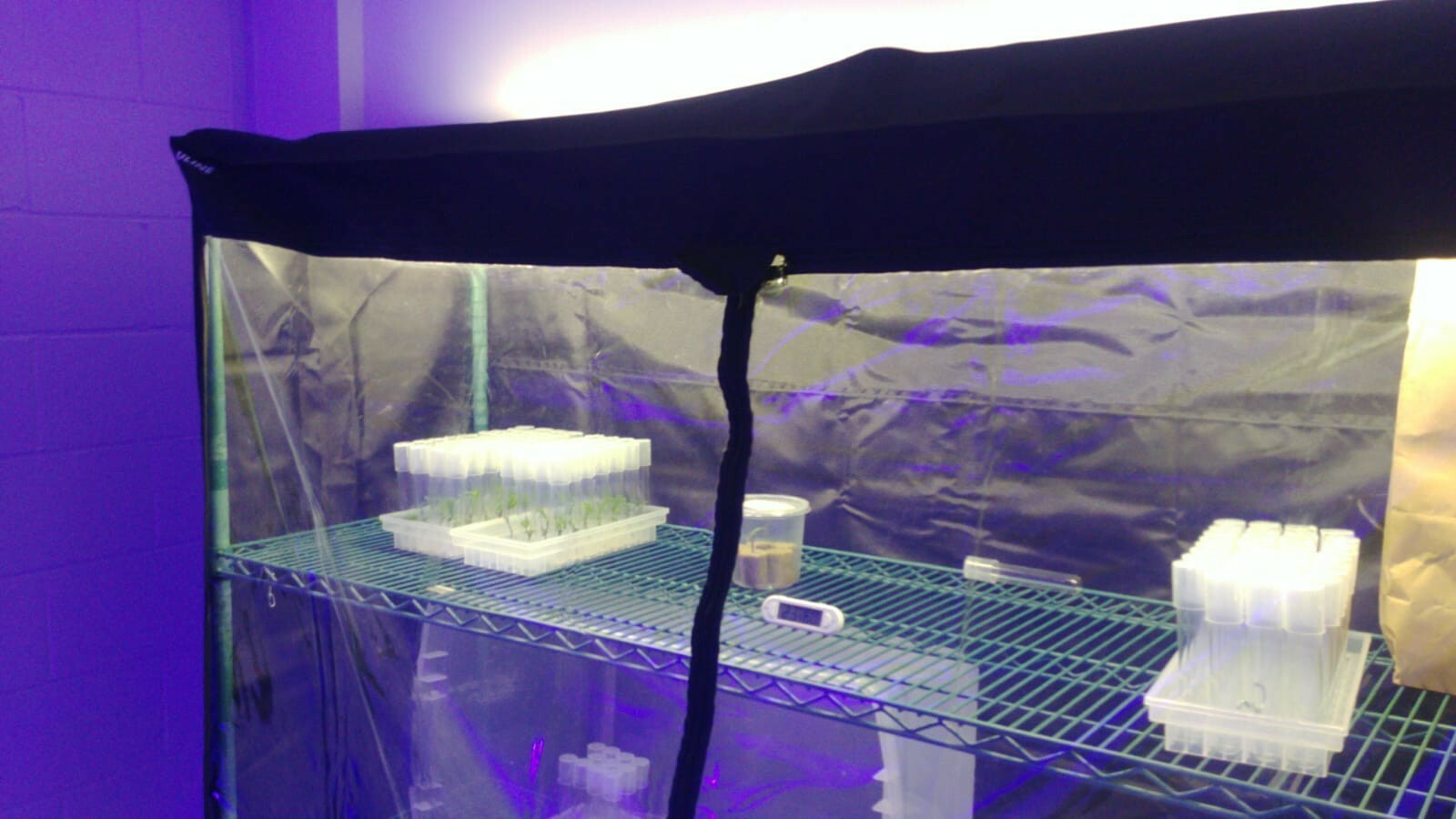 Tissue Culture Starter Kit 108 Microclone Tubes Most Plants Include Cannabis