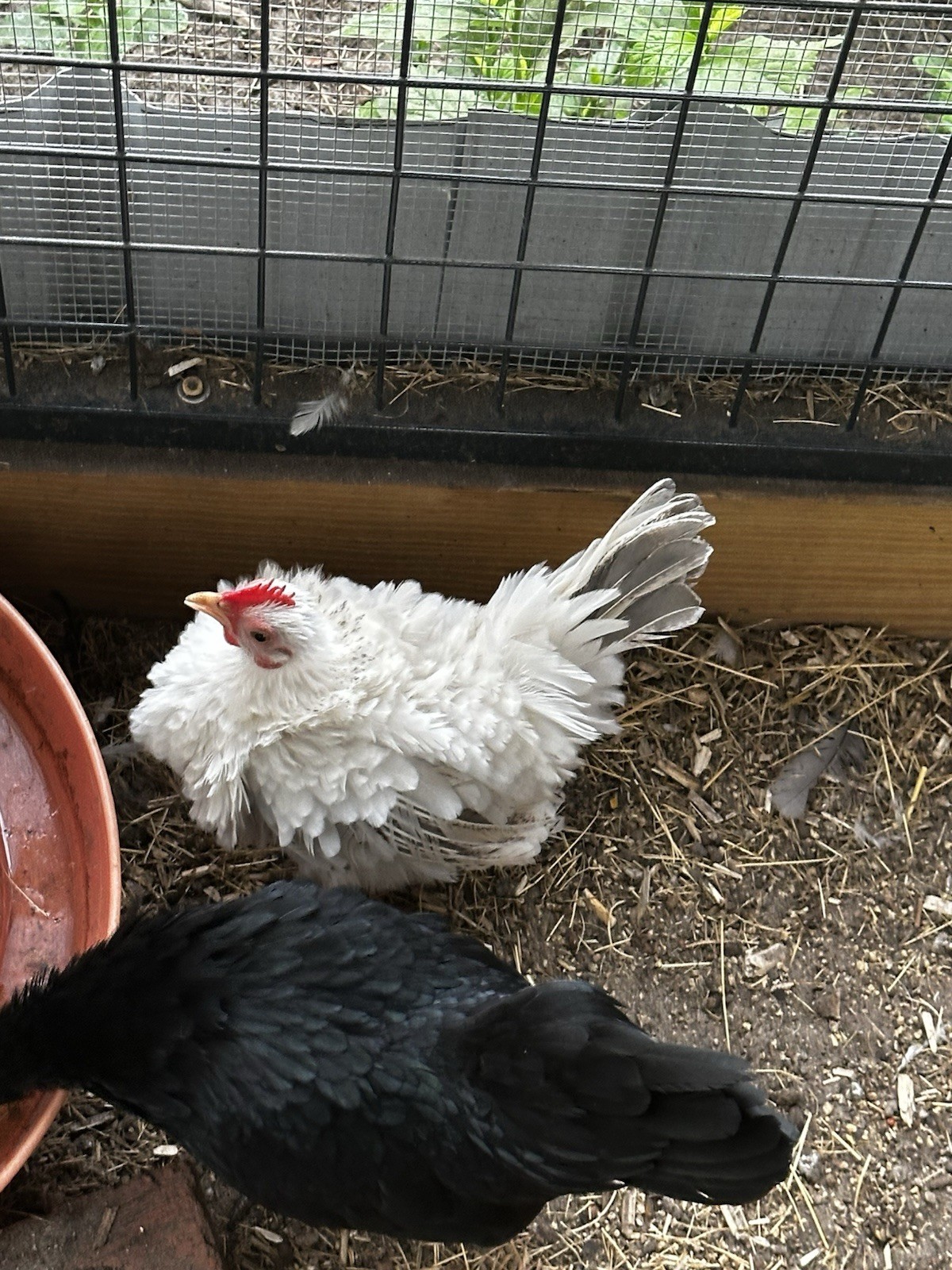 18 Show Quality Malaysian Serama Hatching Eggs