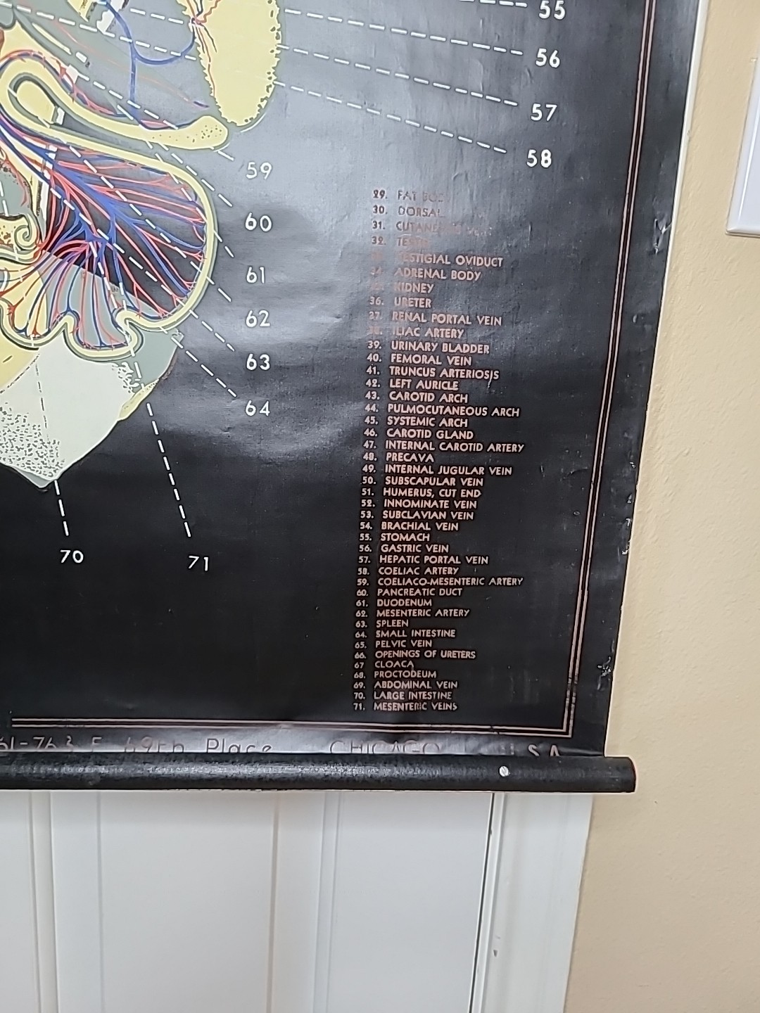 1938 Turtox Products Pull Down Anatomy Chart FROG Chicago USA 30" X 40" GUC