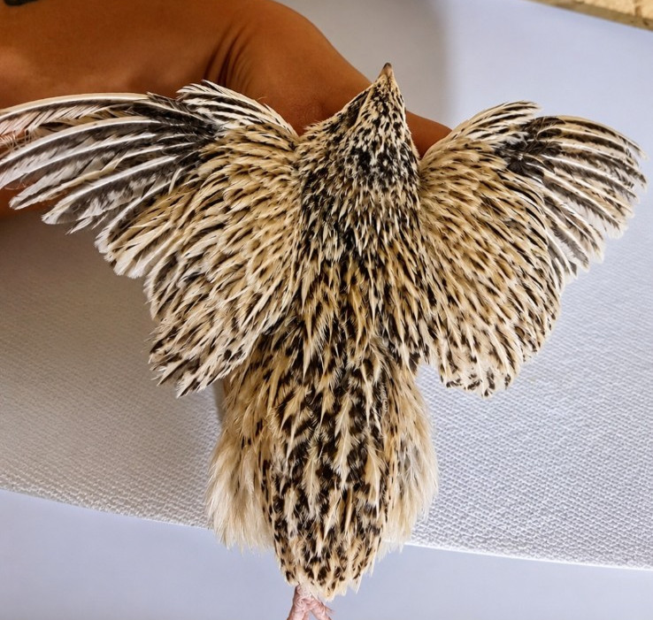 Variety Coturnix Quail Hatching Eggs