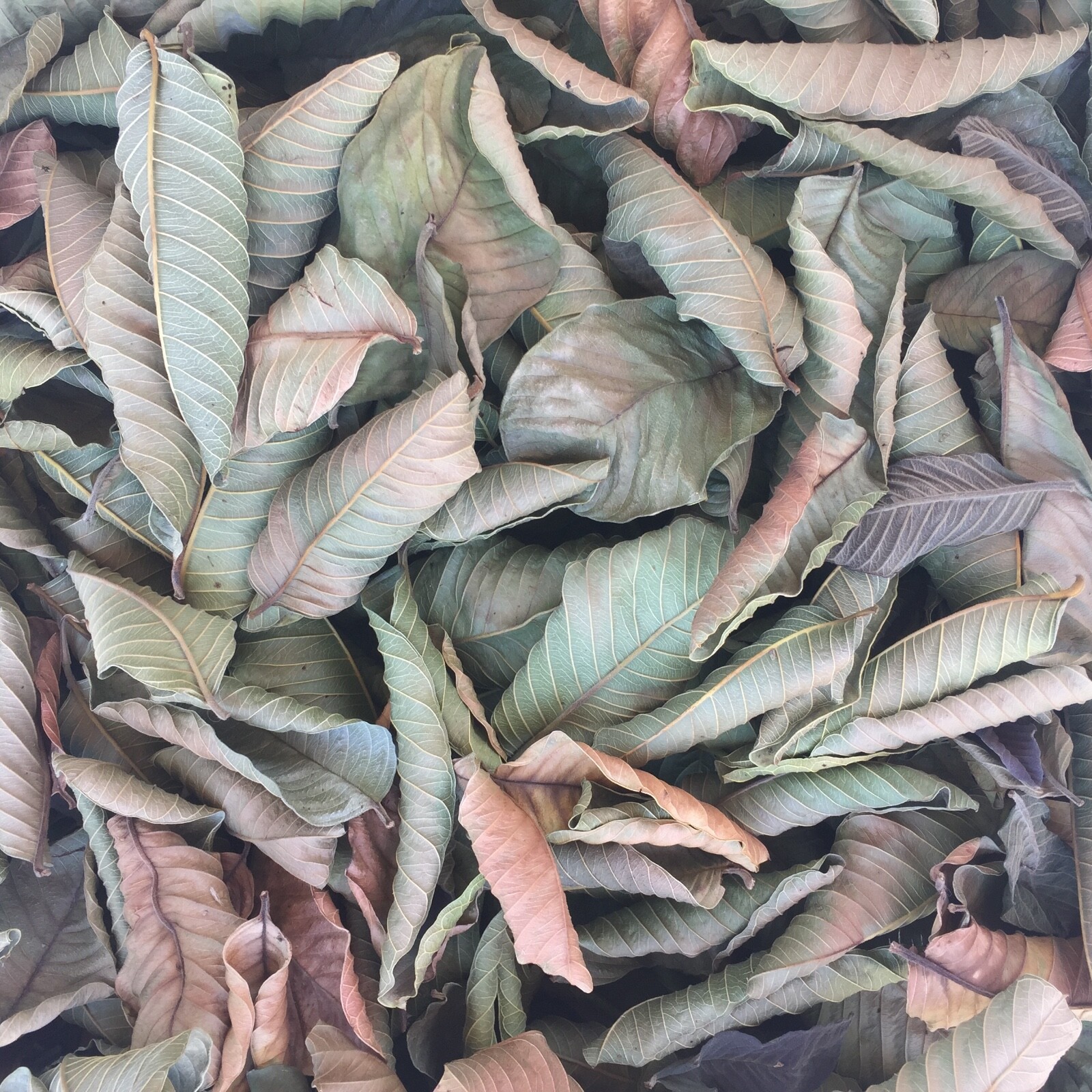 Guava Leaves Organic Pesticide Free Leaf Litter Tannins Aquarium Shrimp 25/50 PK