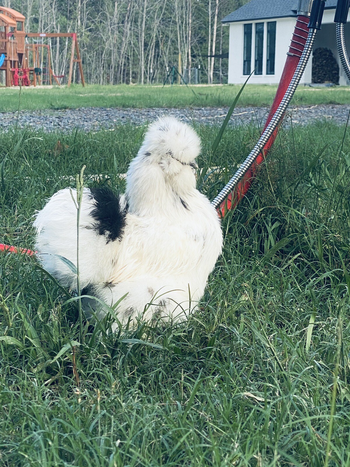 6 Bearded/Crested Show Quality Silkie & Showgirl chicken hatching eggs