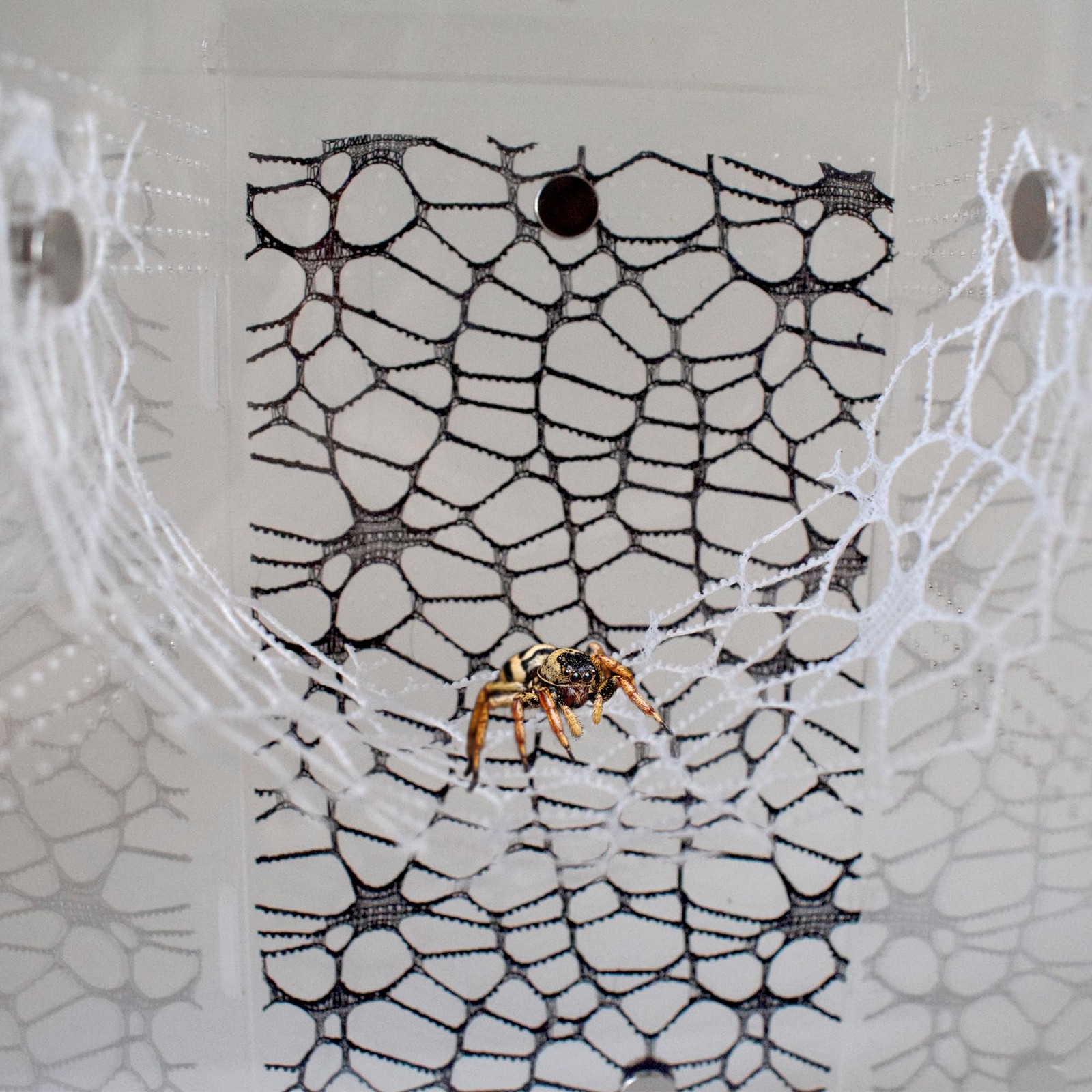 Jumping Spider Enclosure Accessories 4 PCS Jumping Spider Netting with Magnet...