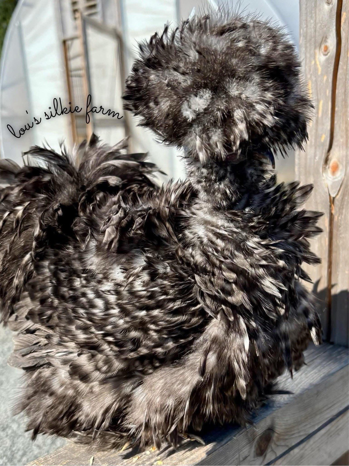 One Dozen (12) Cuckoo Silkie Chicken Hatching Eggs •  NPIP • UPS 2 Day Air