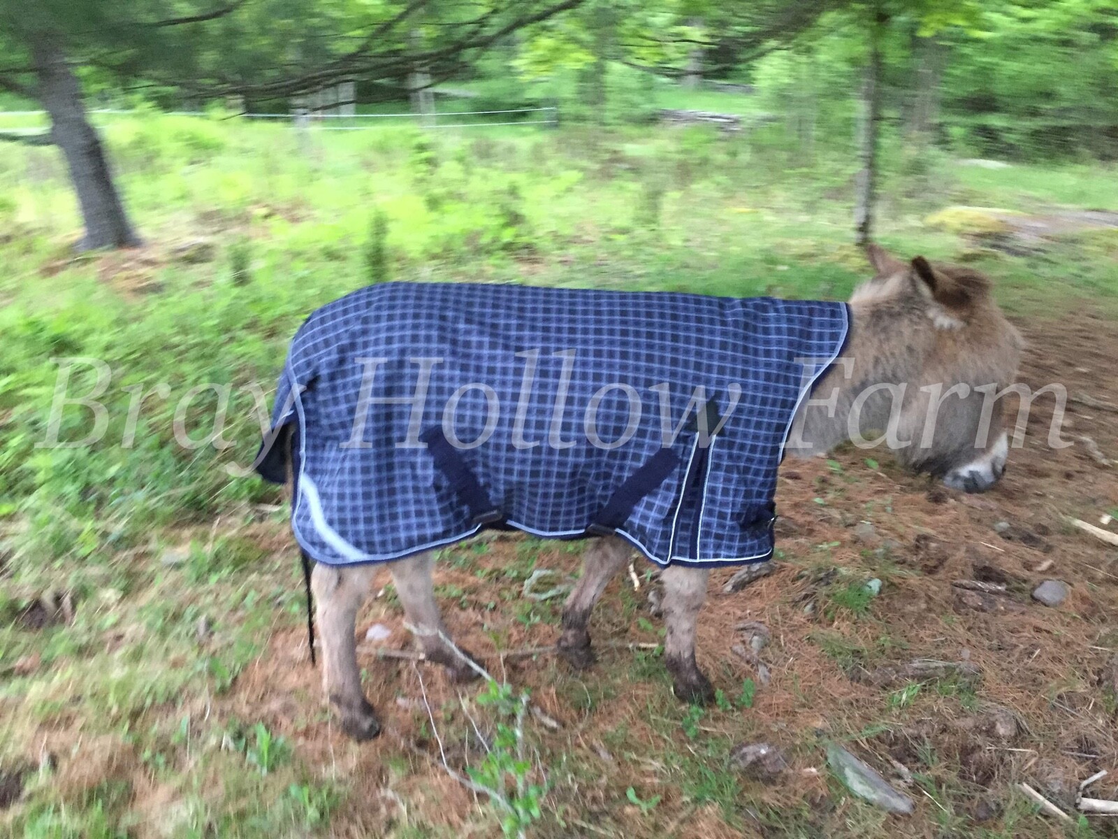 Donkey Longear Winter Turnout Blanket - mini donkey