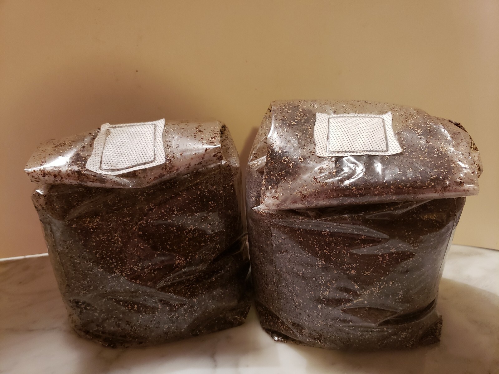 4 x 5LB Pasteurized mushroom super substrate,field capacity ready for your spawn