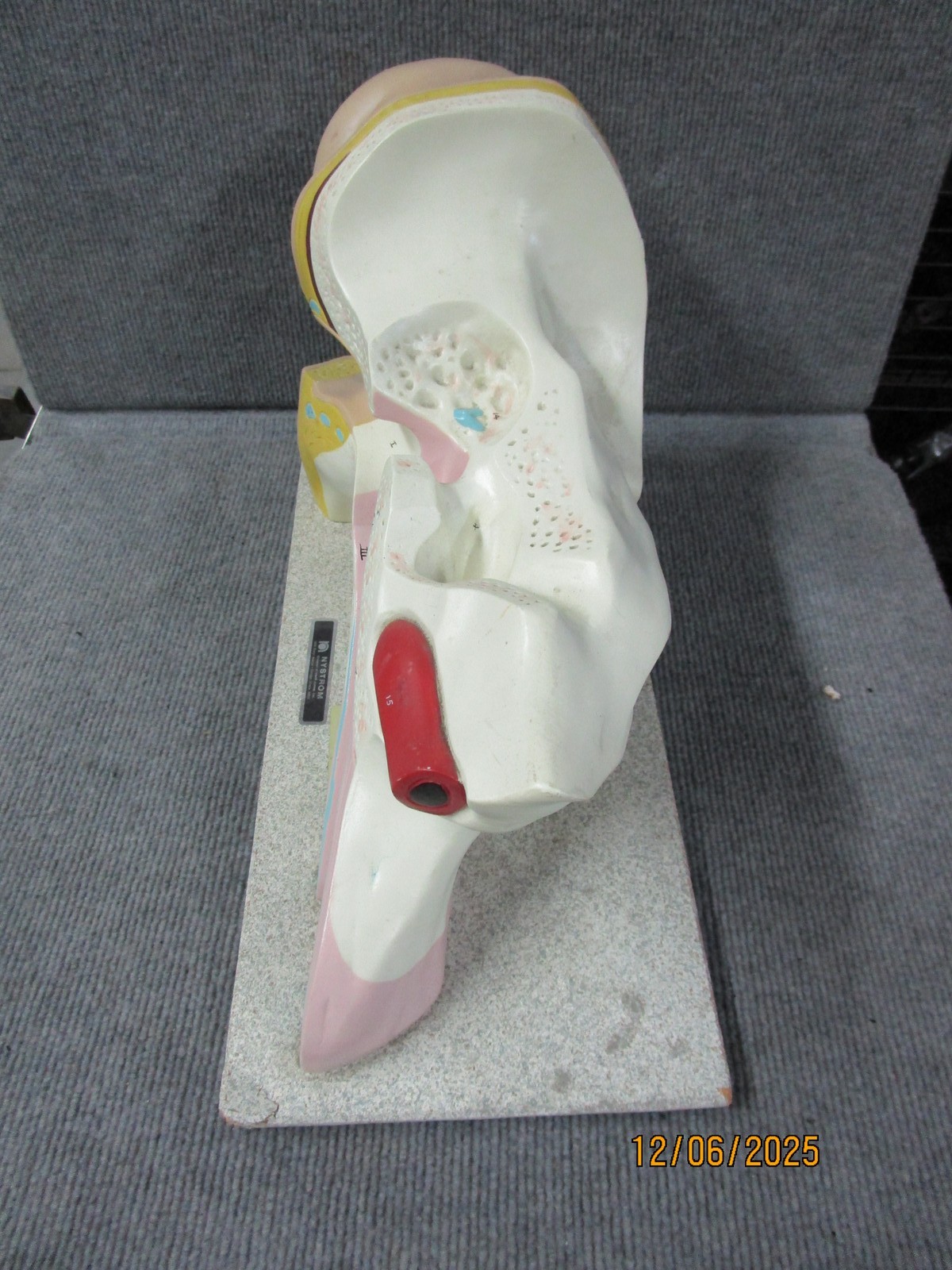 Vintage Nystrom Large Ear Teaching Model