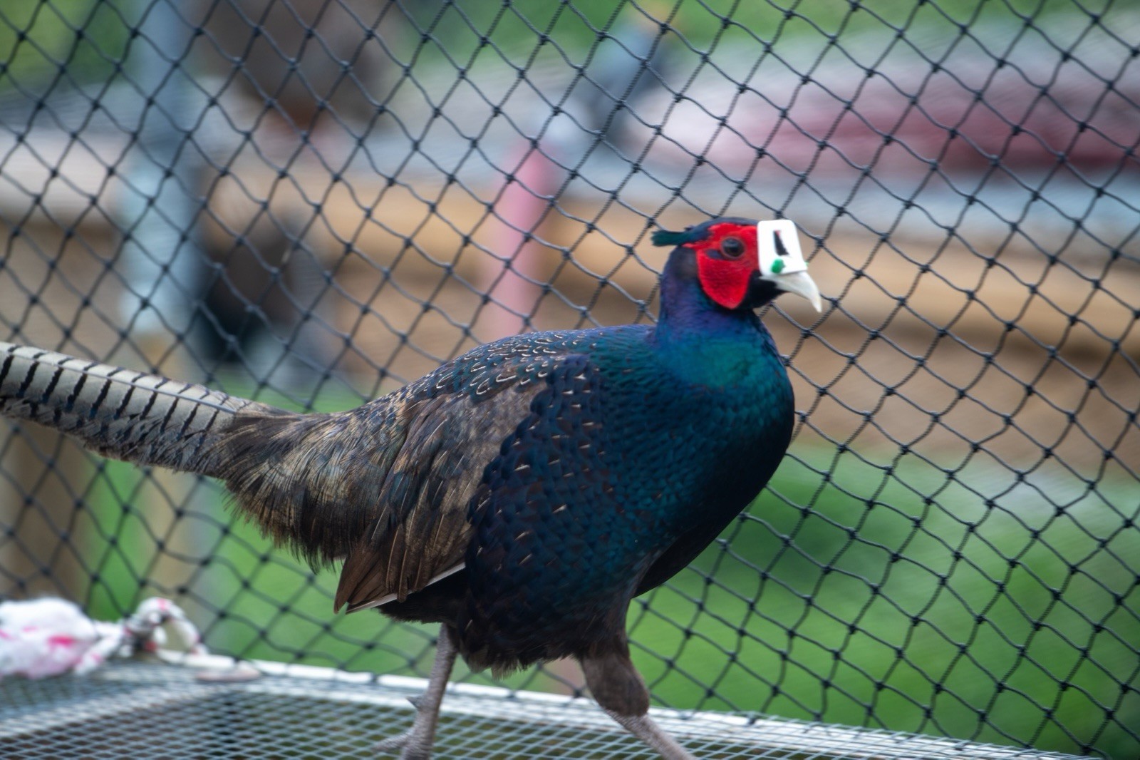6+ Melanistic Mutant Pheasant Hatching Eggs