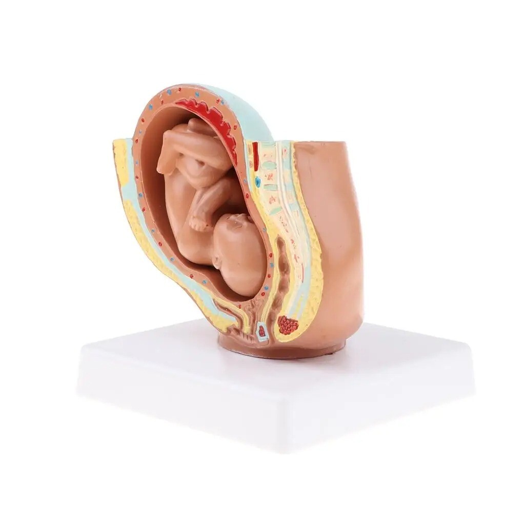Human Female Pelvic Section Pregnancy Anatomical Model Medical Pelvis Anatomy