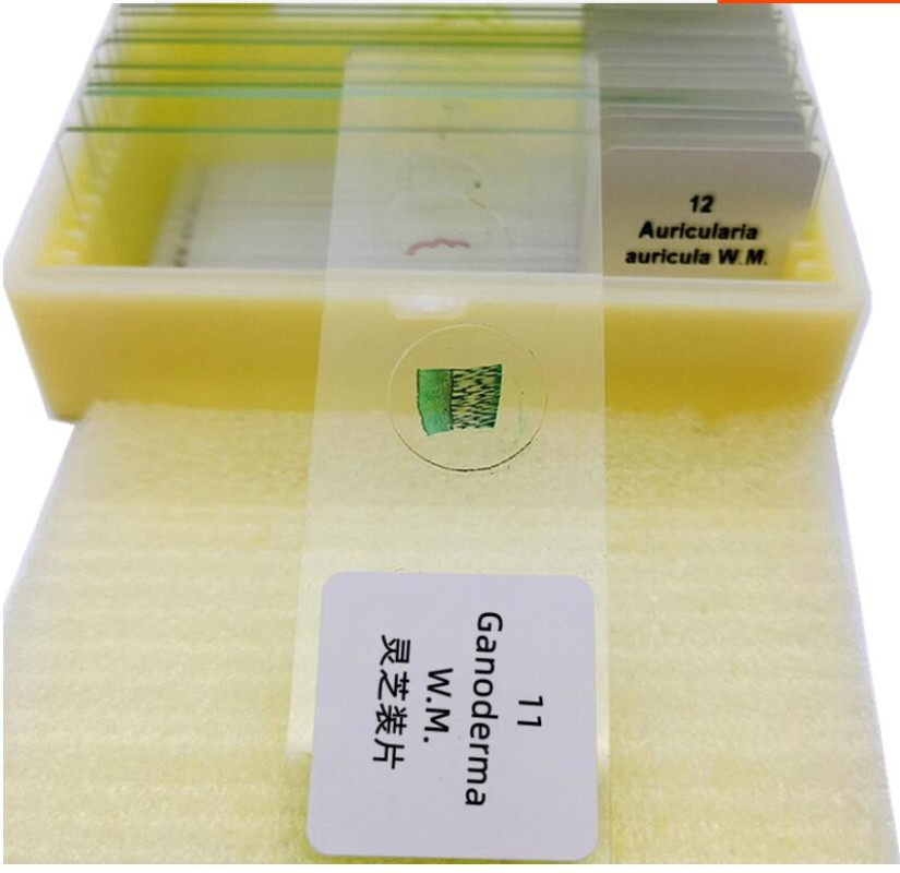 12PCS Fungal Mold Microbial Glass Cell Specimen Microscope Slides