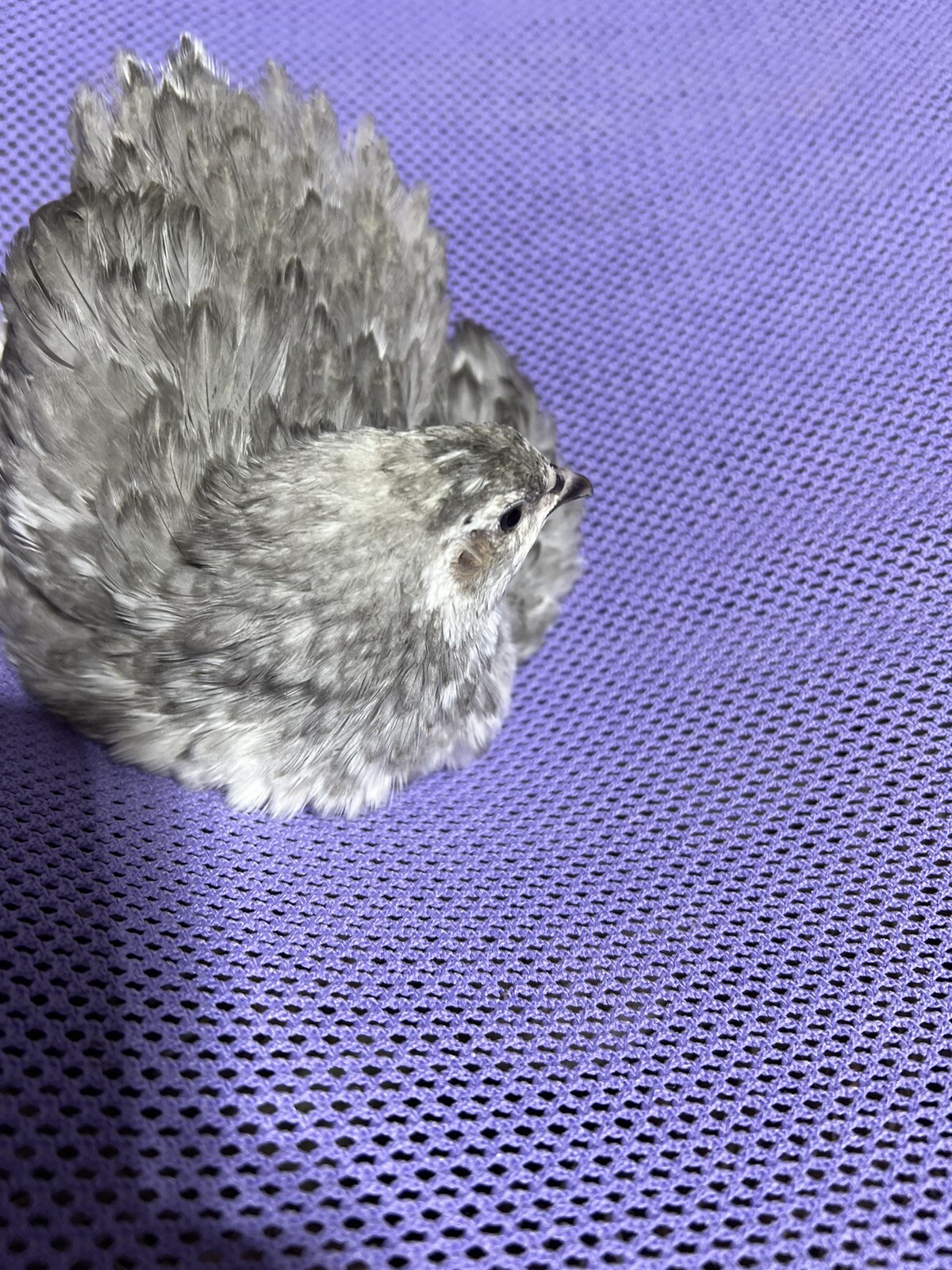 12 Mix Andalusian Coturnix Quail Hatching Eggs