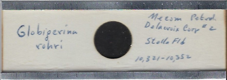 Foraminifera Globigerina rohri Microfossil Microscope Slide