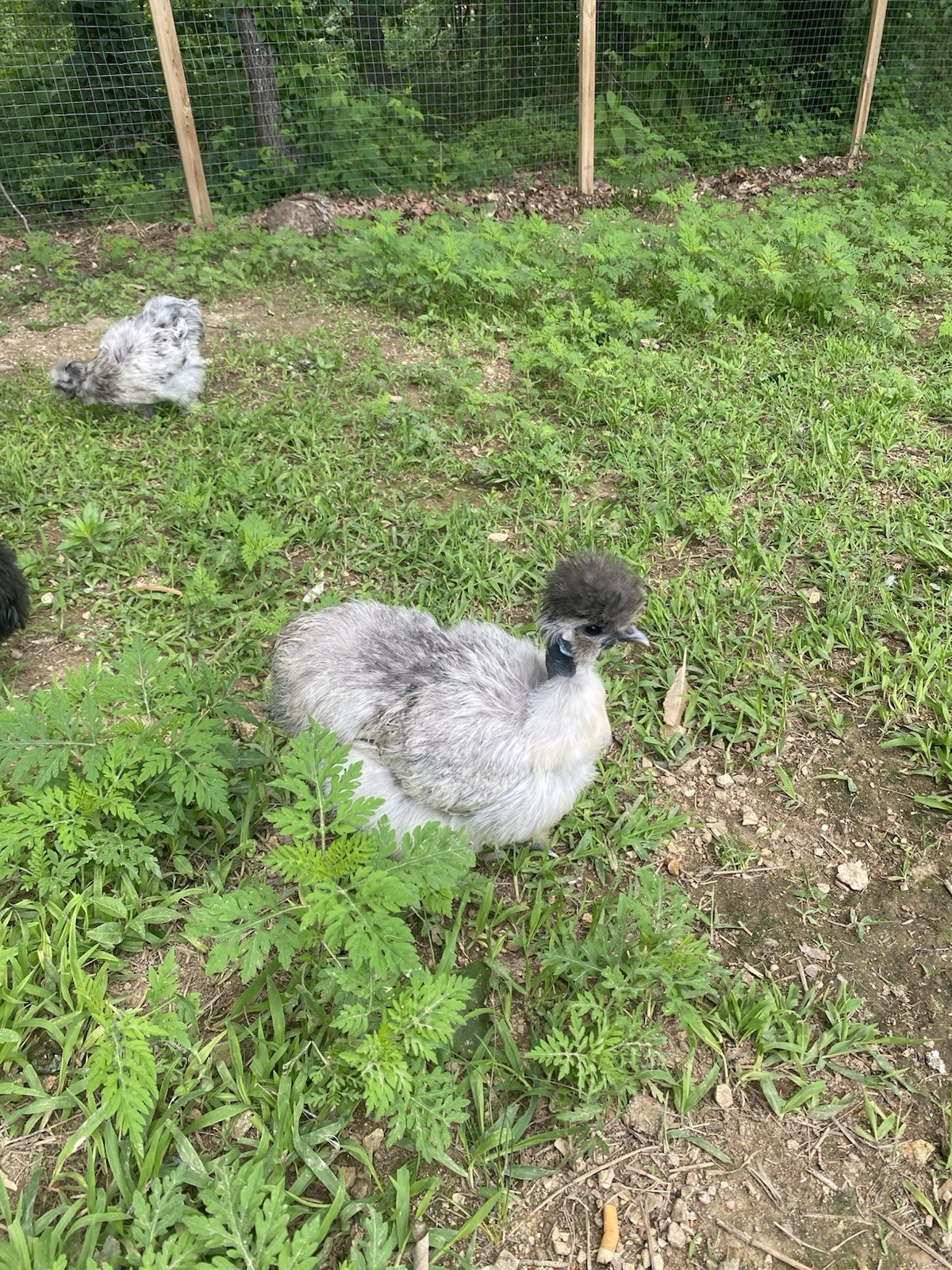 24 Bearded Silkie Hatching Eggs
