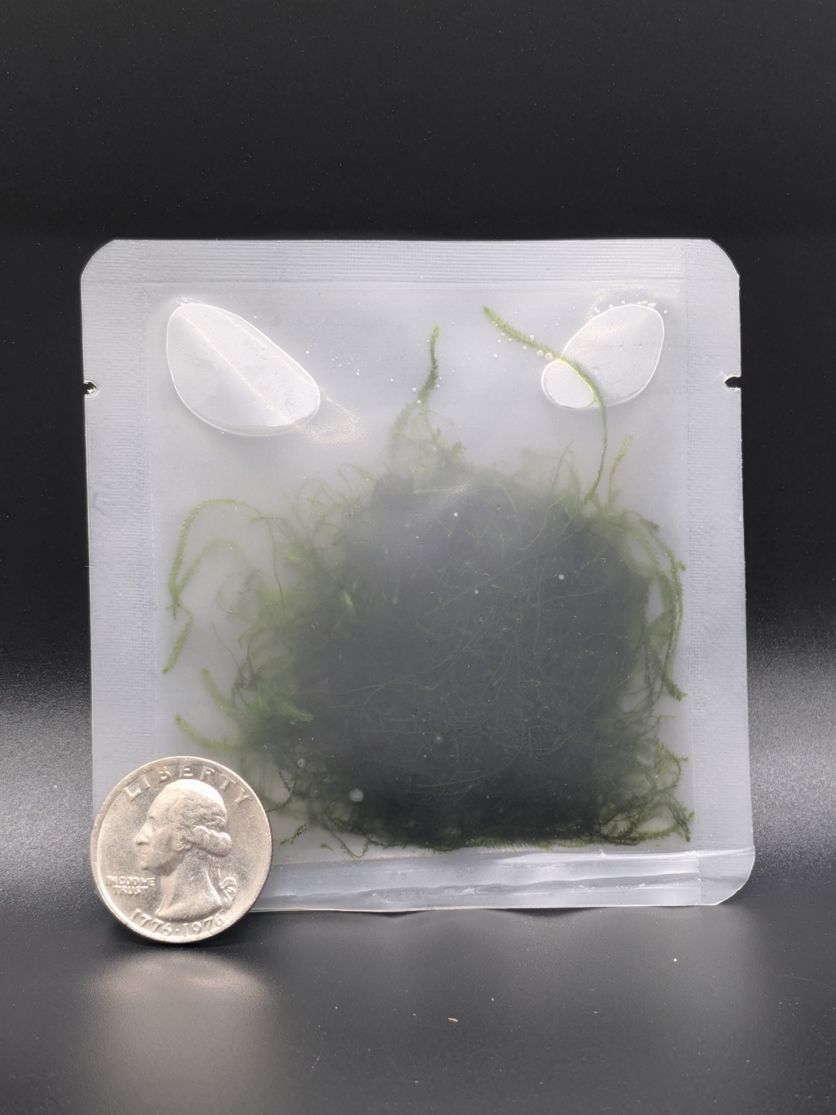 Tx Grown Java Moss 2x2 Easy Beginner Aquarium Plant Low Light Requirements